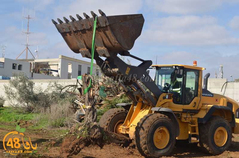 hadm ramla zatoen (15).JPG